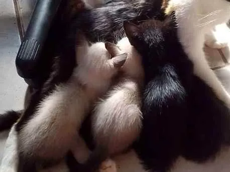 Gato ra a SRD idade Abaixo de 2 meses nome Gatos filhotes 