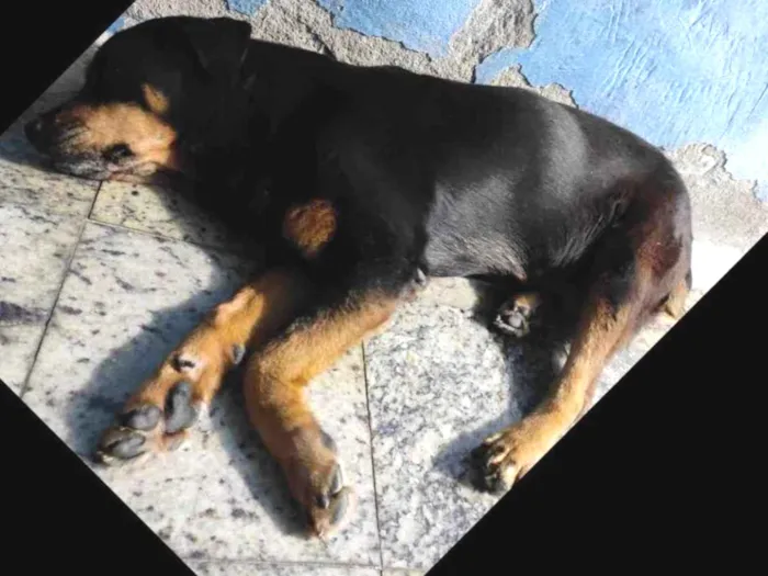 Cachorro ra a Rottweiler idade  nome Leona