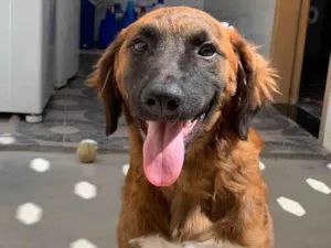 Cachorro raça SRD idade 7 a 11 meses nome Cora