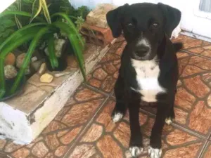 Cachorro raça Labrador com outra raça  idade 1 ano nome Kyra