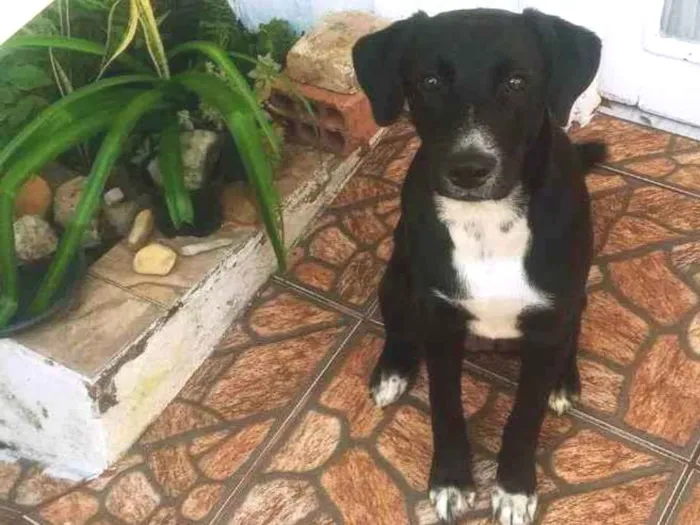 Cachorro ra a Labrador com outra raça  idade 1 ano nome Kyra