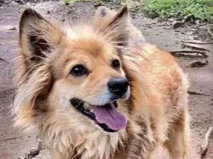 Cachorro raça  idade 2 anos nome Heitor