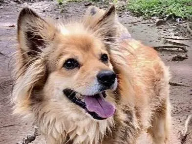 Cachorro raça  idade 2 anos nome Heitor