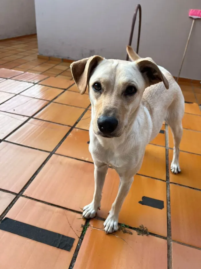 Cachorro ra a Sem raça idade 2 anos nome Yasmin