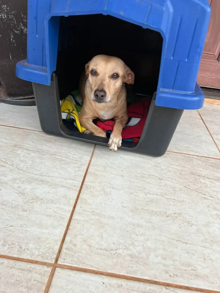 Cachorro ra a Sem raça idade 6 ou mais anos nome Sofia