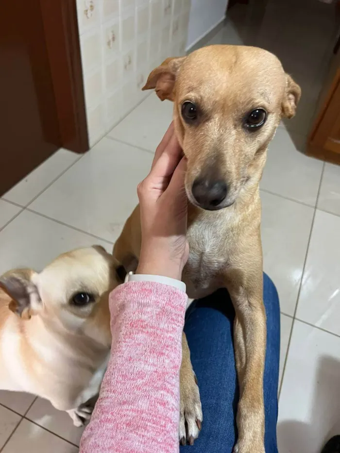 Cachorro ra a Sem raça idade 6 ou mais anos nome Sofia