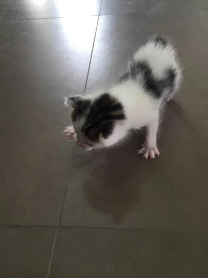 Gato ra a Sem rça idade Abaixo de 2 meses nome Recem nascido