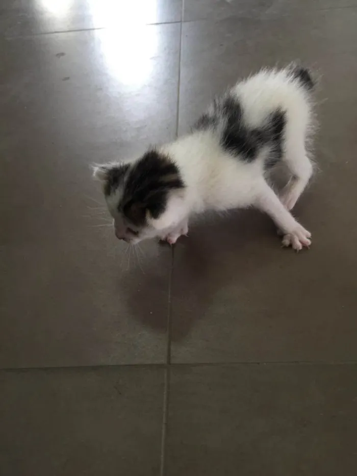 Gato ra a Sem rça idade Abaixo de 2 meses nome Recem nascido