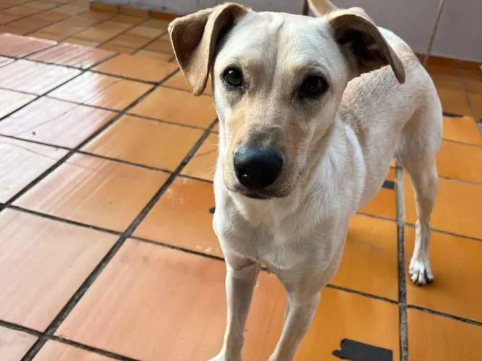 Cachorro ra a Sem raça idade 2 anos nome Yasmin