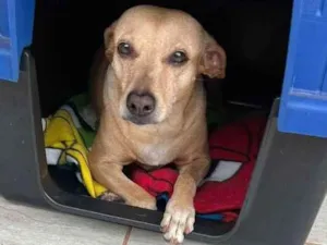 Cachorro raça Sem raça idade 6 ou mais anos nome Sofia