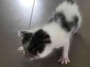 Gato raça Sem rça idade Abaixo de 2 meses nome Recem nascido