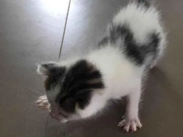 Gato ra a Sem rça idade Abaixo de 2 meses nome Recem nascido