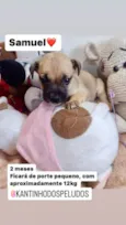 Cachorro raça  idade 2 a 6 meses nome Samuel