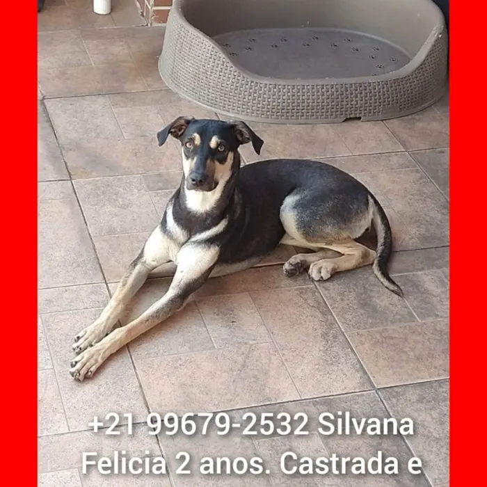 Cachorro ra a Sem definiçao idade 1 ano nome Felicia 