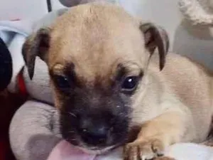 Cachorro raça  idade 2 a 6 meses nome Samuel