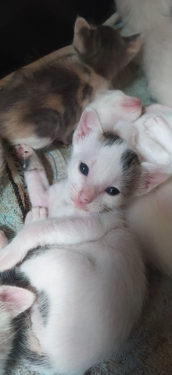 Gato ra a Indefinido idade Abaixo de 2 meses nome Variados