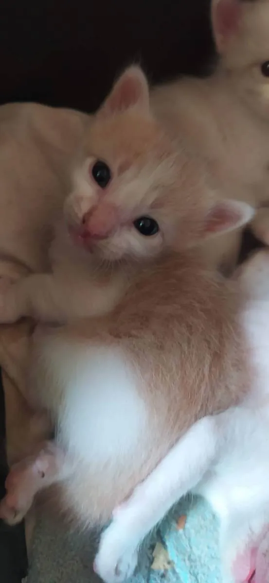 Gato ra a Indefinido idade Abaixo de 2 meses nome Variados