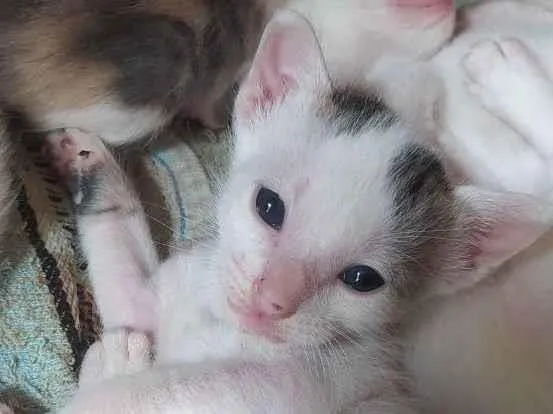 Gato ra a Indefinido idade Abaixo de 2 meses nome Variados