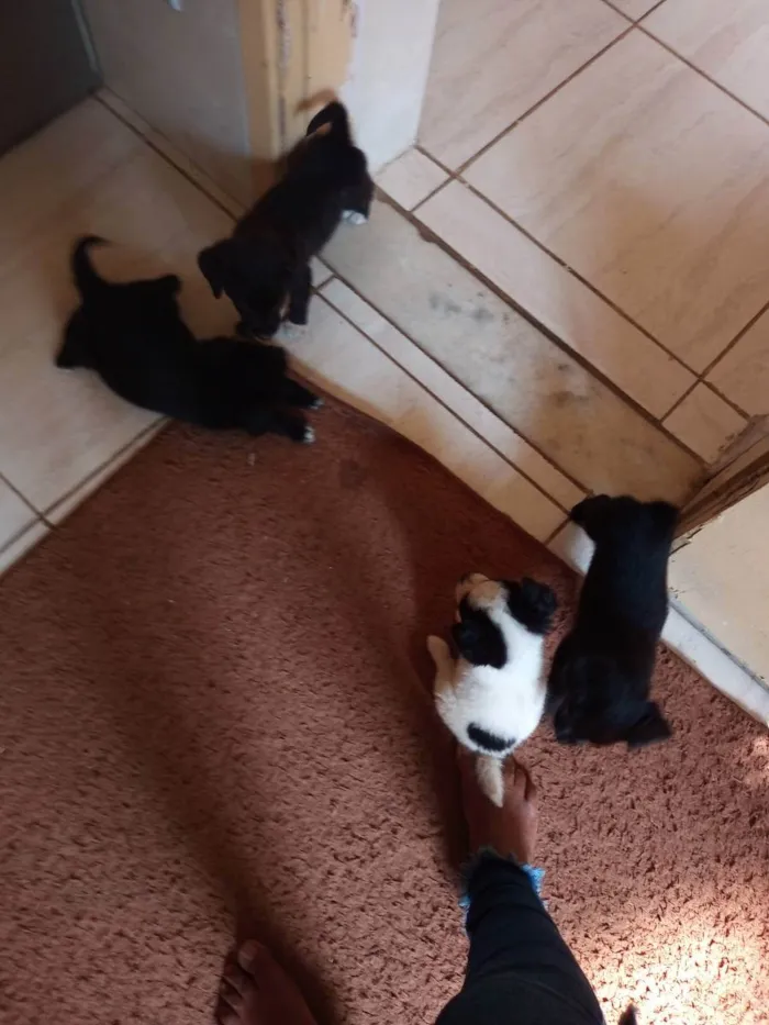 Cachorro raça Misticios  idade Abaixo de 2 meses nome São filhotes 