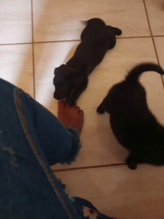 Cachorro raça Misticios  idade Abaixo de 2 meses nome São filhotes 