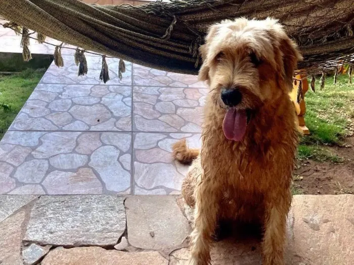 Cachorro ra a Golden doodle mix  idade 6 ou mais anos nome Naruto