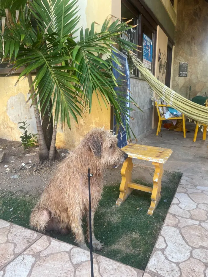 Cachorro ra a Golden doodle mix  idade 6 ou mais anos nome Naruto