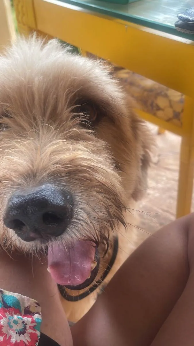 Cachorro ra a Golden doodle mix  idade 6 ou mais anos nome Naruto