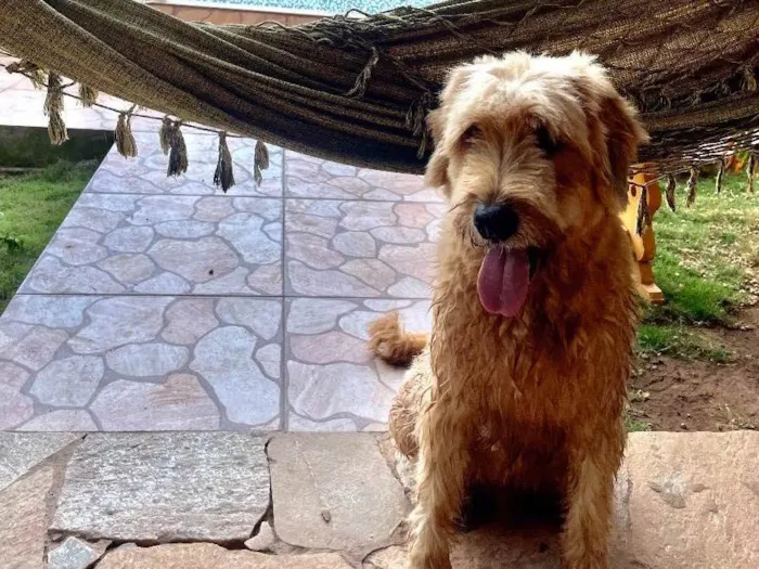 Cachorro ra a Golden doodle mix  idade 6 ou mais anos nome Naruto