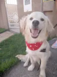 Toby