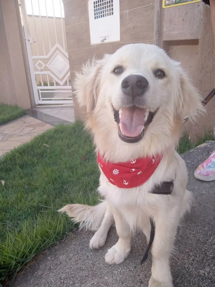 Cachorro ra a Srd idade 1 ano nome Toby