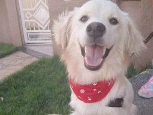 Cachorro raça Srd idade 1 ano nome Toby
