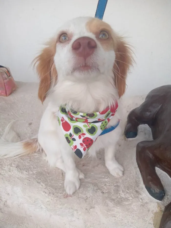 Cachorro ra a Srd idade 1 ano nome Lilica