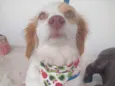 Lilica