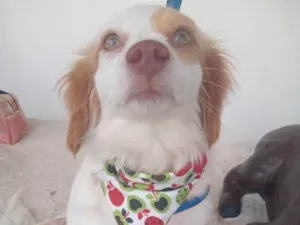 Cachorro raça Srd idade 1 ano nome Lilica