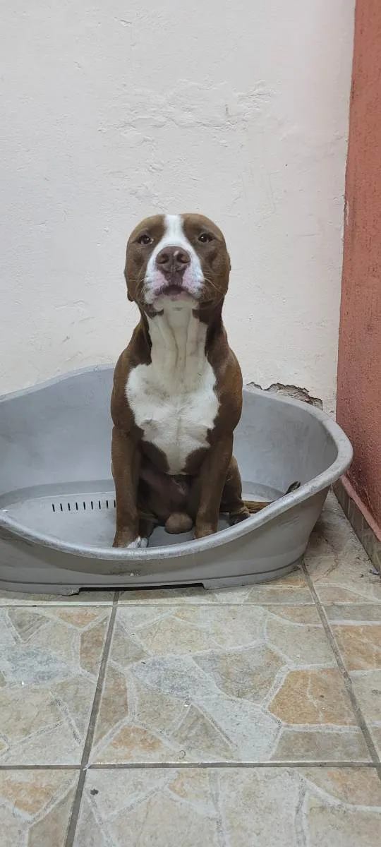 Cachorro ra a Pitbull idade 2 anos nome John