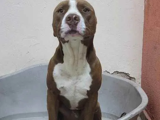 Cachorro ra a Pitbull idade 2 anos nome John