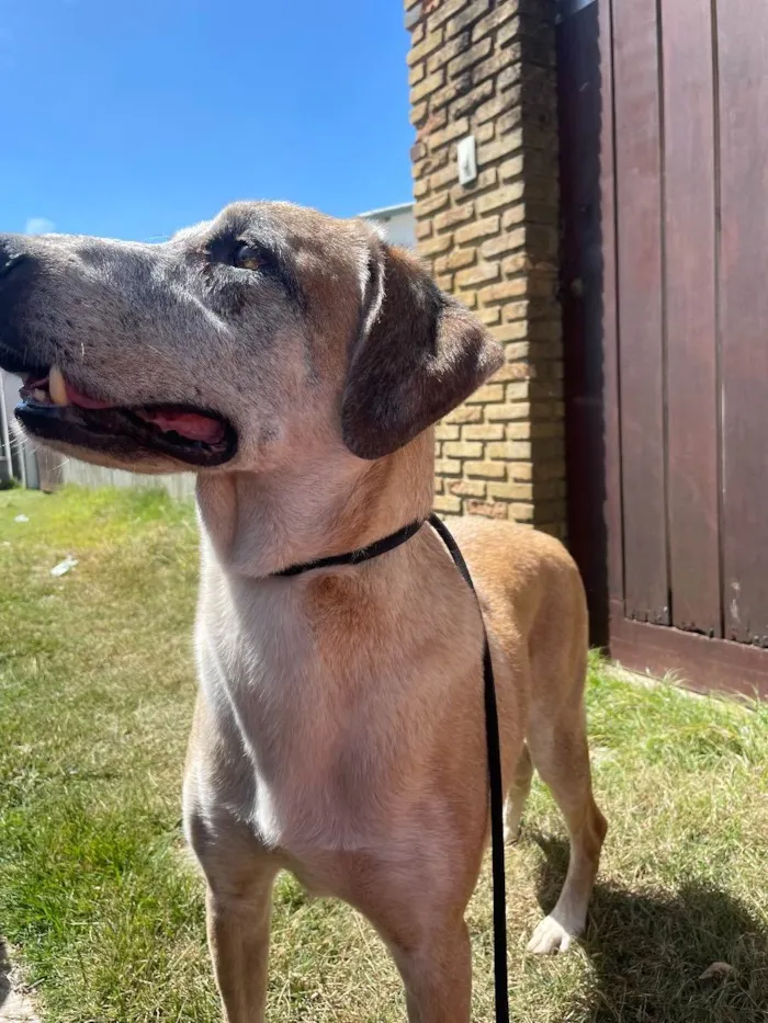 Cachorro ra a SRD idade 6 ou mais anos nome Chuvisco