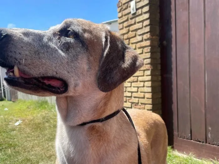 Cachorro ra a SRD idade 6 ou mais anos nome Chuvisco