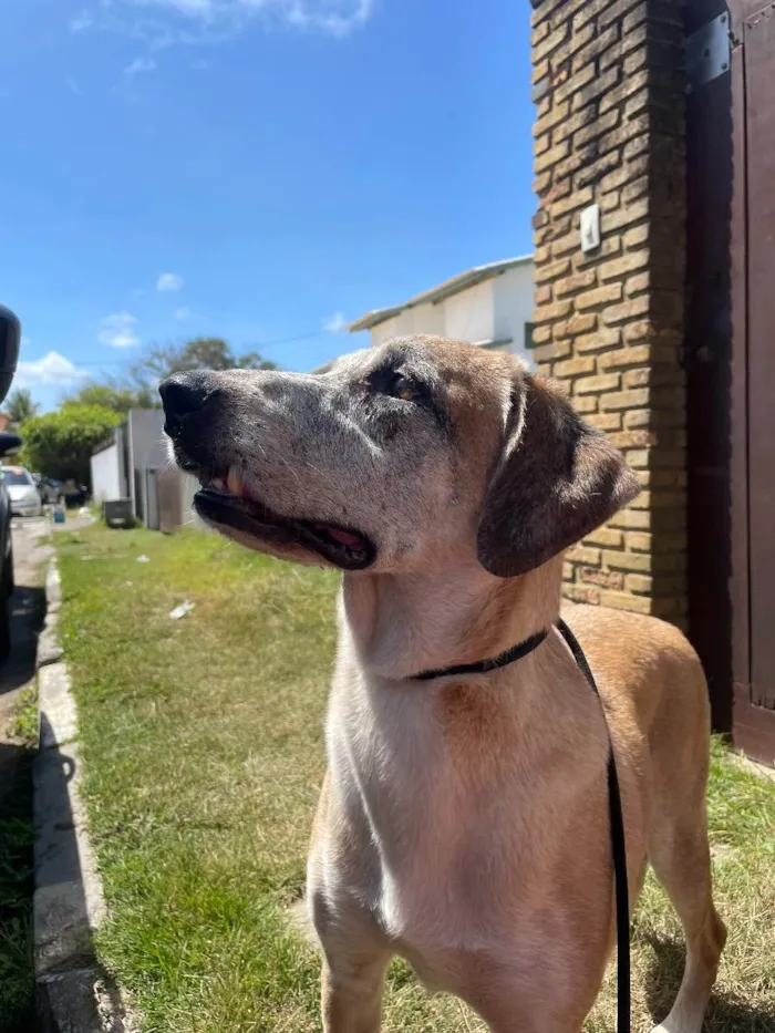 Cachorro ra a SRD idade 6 ou mais anos nome Chuvisco