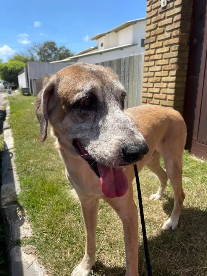 Cachorro ra a SRD idade 6 ou mais anos nome Chuvisco