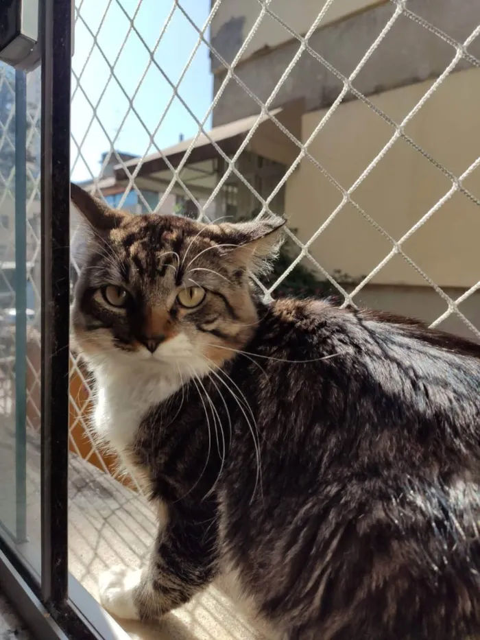 Gato raça SRD idade 1 ano nome Coyote