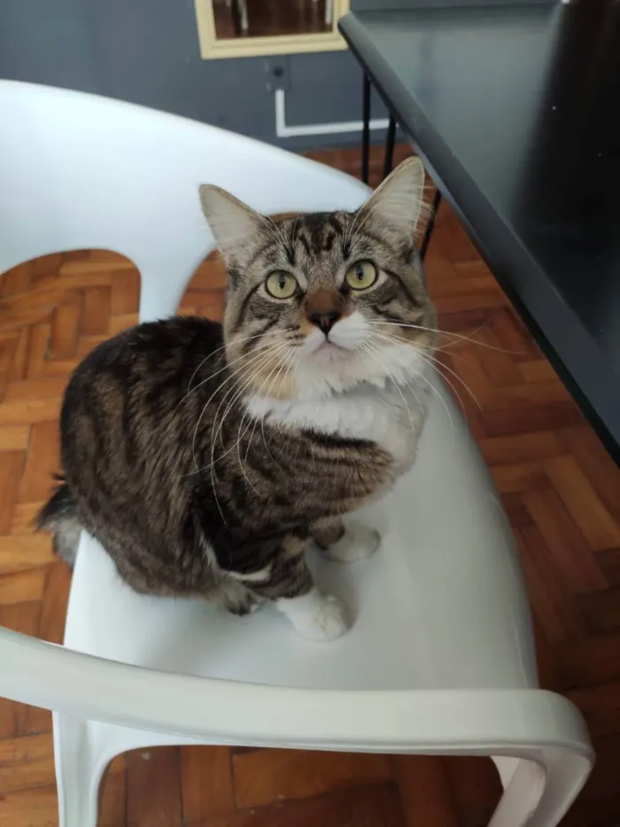 Gato raça SRD idade 1 ano nome Coyote