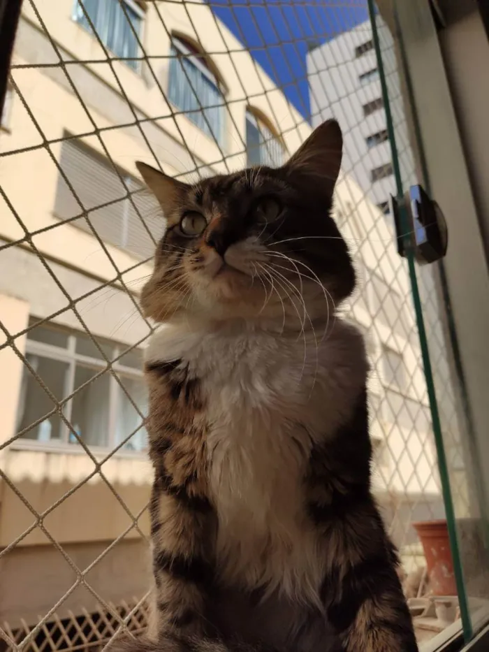 Gato raça SRD idade 1 ano nome Coyote