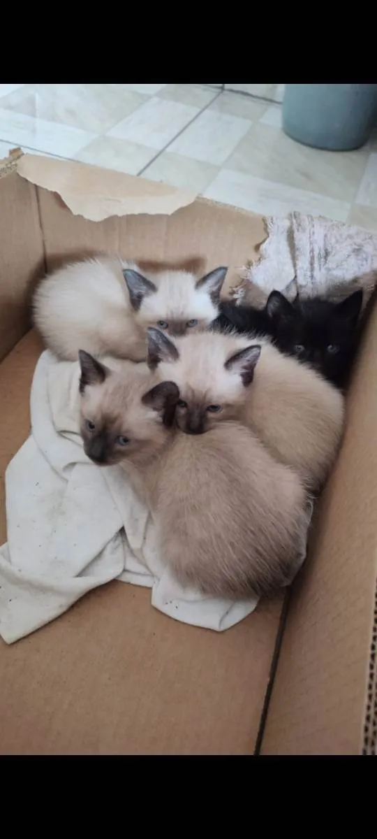 Gato raça Não sei idade Abaixo de 2 meses nome Não tem