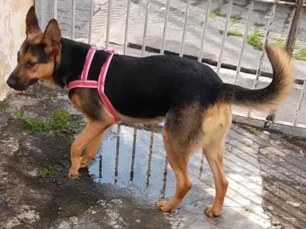 Cachorro ra a Mestiça de pastor alemão idade 1 ano nome Meg