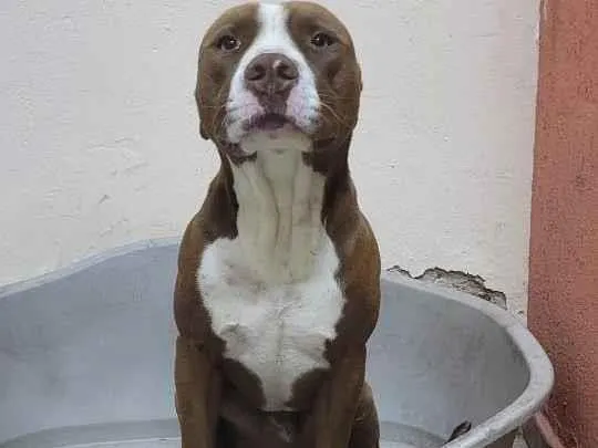 Cachorro ra a Pitbull idade 2 anos nome John