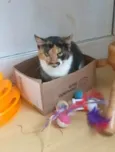 LIDA