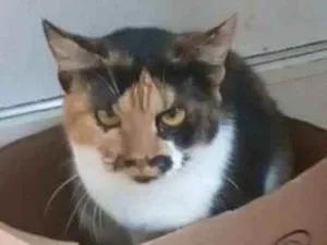 Gato raça srd tricolor idade 2 a 6 meses nome LIDA