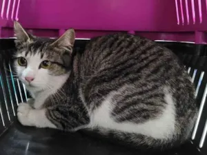 Gato raça SRD idade 7 a 11 meses nome Gatinha