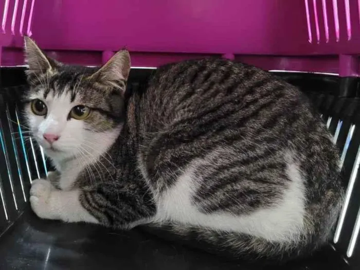 Gato ra a SRD idade 7 a 11 meses nome Gatinha